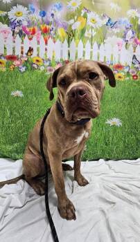 Hades -  Boxer and Bullmastiff Dog for Adoption in Wabash, Indiana - Hades | PetCurious