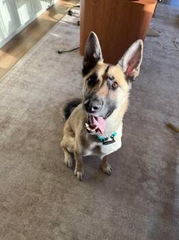 Belgian Shepherd Malinois and German Shepherd Dog Dogs Available for Adoption in Mooresville, North Carolina - Sarge | PetCurious