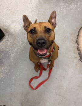 Alana -  Pit Bull Terrier Dog for Adoption in East Northport, New York - Alana | PetCurious