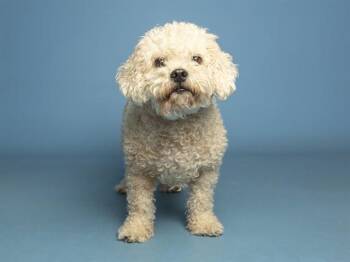 OTIS -  Poodle Dog for Adoption in Phoenix, Arizona - OTIS | PetCurious