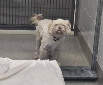 KANE -  Poodle and Mixed Breed Dog for Adoption in Omaha, Nebraska - KANE | PetCurious