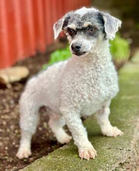 Ryder -  Poodle Dog for Adoption in Lima, Ohio - Ryder | PetCurious