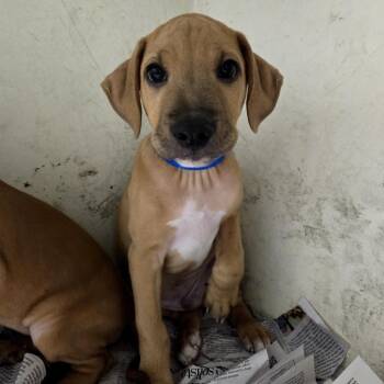 David Jr -  Mixed Breed Dog Available for Adoption in Guaynabo, Guaynabo - David Jr | PetCurious