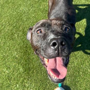 Lila -  Pit Bull Terrier Dog for Adoption in Philadelphia, Pennsylvania - Lila | PetCurious