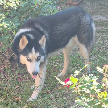 Mixed Breed and Husky Dogs Available for Adoption in Columbus, Georgia - 04/24/2026-Stray-CranstonDrive | PetCurious