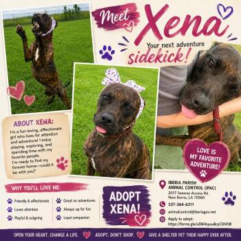 Xena -  Pit Bull Terrier Dog for Adoption in New Iberia, Louisiana - Xena | PetCurious