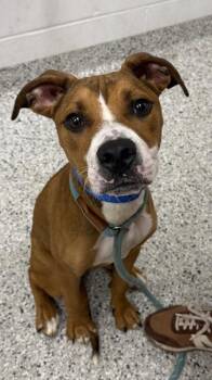 Cleetus -  Pit Bull Terrier and Mixed Breed Dog for Adoption in Kansas City, Missouri - Cleetus | PetCurious