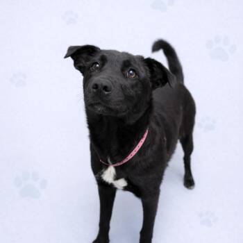 JEWELS -  Mixed Breed Dog for Adoption in Memphis, Tennessee - JEWELS | PetCurious