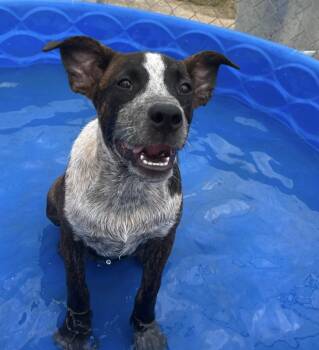 Chunky in NH. Come Meet our Adoptable Dogs Wednesday-Saturday. M -  Cattle Dog Dog for Adoption in Manchester, New Hampshire - Chunky In NH. Come Meet Our Adoptable Dogs Wednesday-Saturday. M | PetCurious