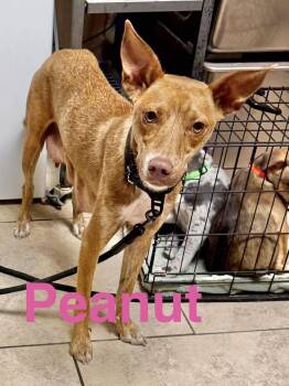 Peanut -  Chihuahua and Rat Terrier Dog for Adoption in Austin, Texas - Peanut | PetCurious