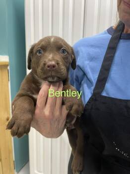 Bentley -  Pit Bull Terrier and Husky Dog for Adoption in Chattanooga, Tennessee - Bentley | PetCurious