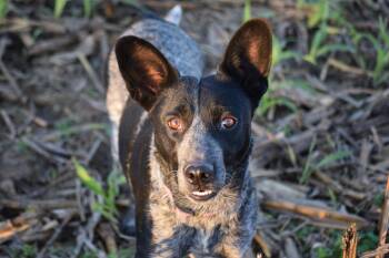 Rescue Australian Cattle Dog Blue Heeler Dogs for Adoption in Rockport, Indiana - LUCKY-Perfection! | PetCurious