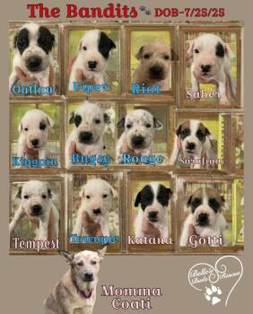 Rescue Australian Cattle Dog Blue Heeler Dogs for Adoption in Brookshire, Texas - Gotti | PetCurious