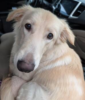 Great Pyrenees and Golden Retriever Dogs Available for Adoption in Baton Rouge, Louisiana - Bru | PetCurious