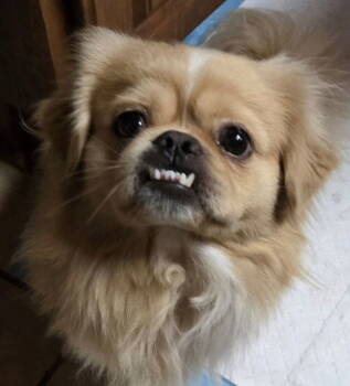 Rescue Pekingese Dogs for Adoption in San Antonio, Texas - Sonic 06-22-2025 | PetCurious