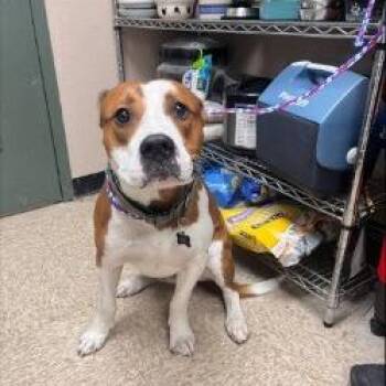 American Staffordshire Terrier Dogs Available for Adoption in Bullhead City, Arizona - IKE | PetCurious