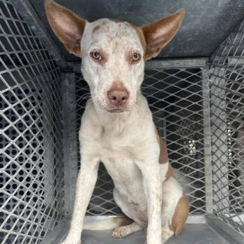 Cattle Dog Dogs Available for Adoption in Edinburg, Texas - Sangria | PetCurious