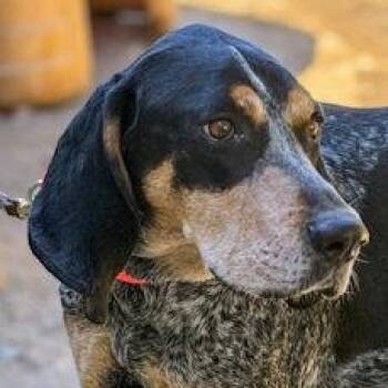 Bluetick Coonhound Dogs Available for Adoption - E. Walter McGee (CA) | PetCurious
