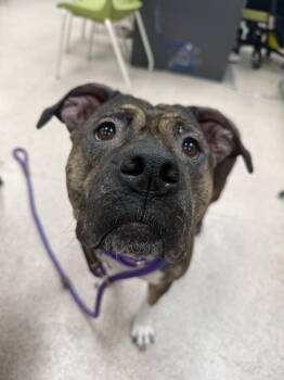 Diva -  Pit Bull Terrier Dog for Adoption in Teterboro, New Jersey - Diva | PetCurious