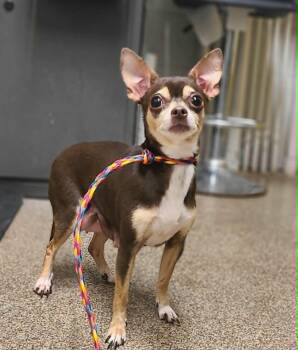 Drizzle -  Chihuahua Dog for Adoption in Fruit Heights, Utah - Drizzle | PetCurious