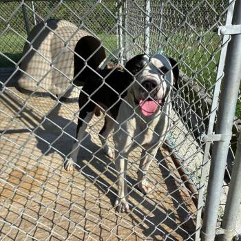 Chunk -  English Bulldog Dog for Adoption in Lyons, Georgia - Chunk | PetCurious