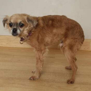 Benji D67949 -  Yorkshire Terrier and Terrier Dog for Adoption in Minnetonka, Minnesota - Benji D67949 | PetCurious