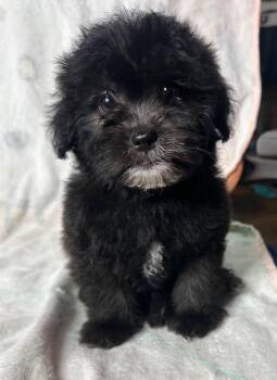 Romeo -  Maltipoo and Yorkshire Terrier Dog for Adoption in Redlands, California - Romeo | PetCurious