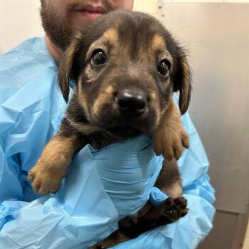 LOBITO -  German Shepherd Dog Dog for Adoption in San Antonio, Texas - LOBITO | PetCurious