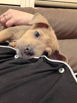 Angelica Pickles -  Labrador Retriever and Pit Bull Terrier Dog for Adoption in Salt Lake City, Utah - Angelica Pickles | PetCurious