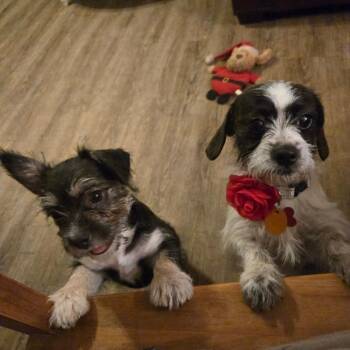 Terrier and Dachshund Dogs Available for Adoption in Helena, Alabama - Ola Mae | PetCurious