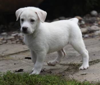 Daisy -  Labrador Retriever and Beagle Dog for Adoption in Mechanicsburg, Pennsylvania - Daisy | PetCurious
