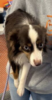 Rescue Australian Shepherd Dogs for Adoption in Nashville, Tennessee - Radar | PetCurious