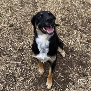 German Shepherd Dog and Mixed Breed Dogs Available for Adoption - SALLY | PetCurious