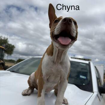 Chyna -  Pit Bull Terrier Dog for Adoption in Austin, Texas - Chyna | PetCurious