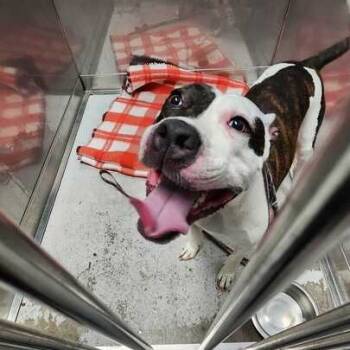 Rescue Mixed Breed Dogs for Adoption in Davenport, Iowa - Rainbow Skittles | PetCurious