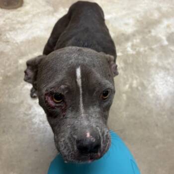 Pitty Pat- 100701U -  Terrier and Mixed Breed Dog for Adoption in Tupelo, Mississippi - Pitty Pat- 100701U | PetCurious