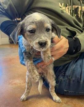 Australian Cattle Dog Blue Heeler Dogs Available for Adoption - Go | PetCurious
