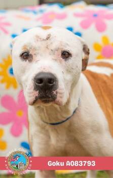 Goku -  American Bulldog Dog for Adoption in Mobile, Alabama - Goku | PetCurious