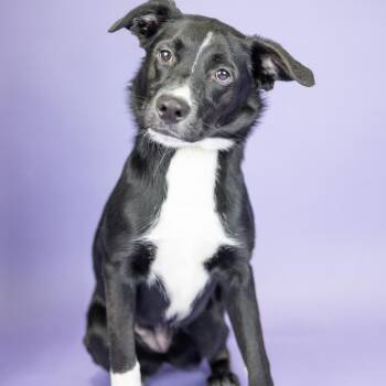 Sassy -  Mixed Breed Dog for Adoption in Portland, Oregon - Sassy | PetCurious