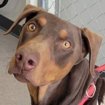 Draco -  Mixed Breed Dog for Adoption in Las Cruces, New Mexico - Draco | PetCurious