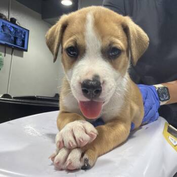 Geno -  Hound and Mixed Breed Dog for Adoption in Tampa, Florida - Geno | PetCurious