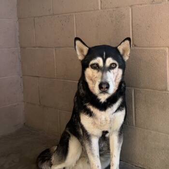 Rescue Husky Dogs for Adoption in Yuma, Arizona - Kiki | PetCurious