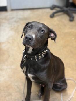Pit Bull Terrier and Mixed Breed Dogs Available for Adoption in Lockhart, Texas - Waffles | PetCurious