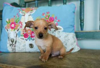 Aramis -  Chihuahua and Dachshund Dog for Adoption in San Antonio, Texas - Aramis | PetCurious