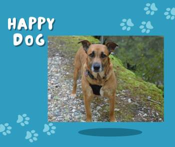 Rescue Shepherd and Labrador Retriever Dogs for Adoption in Falmouth, Maine - Venus Sweet & Affectionate | PetCurious