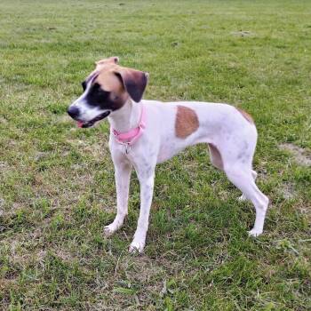 Maika -  Whippet and Saluki Dog for Adoption in New York, New York - Maika | PetCurious