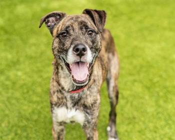 Greyhound and Mixed Breed Dogs Available for Adoption in San Jose, California - WIGGLES | PetCurious