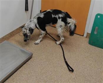 CHALUPA -  Australian Shepherd and Mixed Breed Dog for Adoption in Albuquerque, New Mexico - CHALUPA | PetCurious