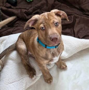 Pit Bull Terrier and Staffordshire Bull Terrier Dogs Available for Adoption in Columbia, Illinois - Biscuit | PetCurious