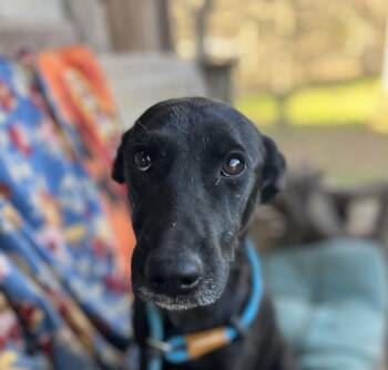Black Labrador Retriever Dogs Available for Adoption in Spring, Texas - GiGi | PetCurious